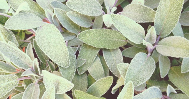 SREBRNOLISTNE ROŚLINY office plant 