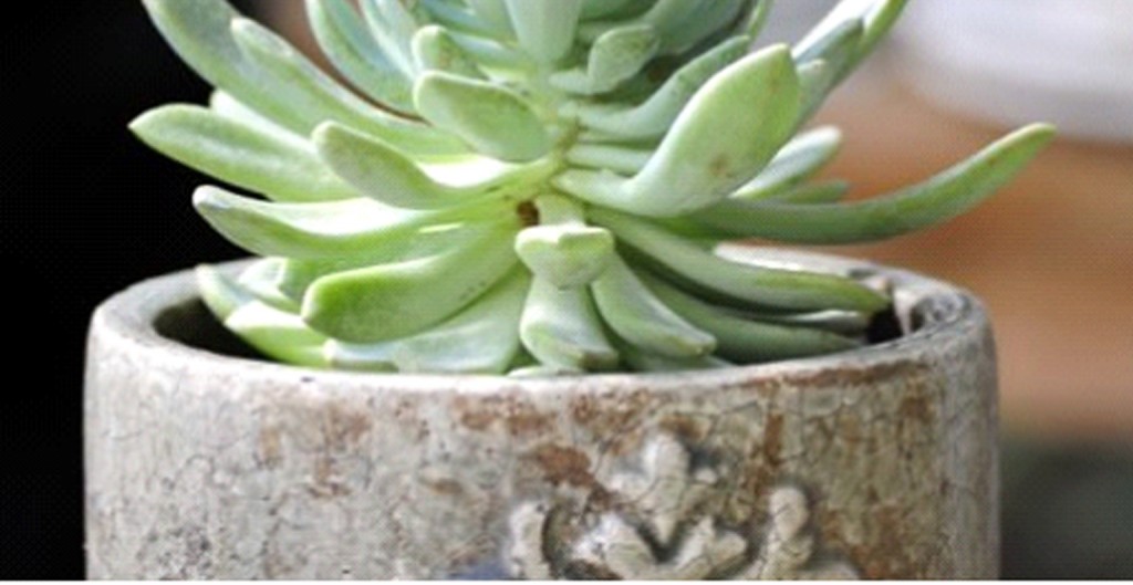 Office Plant Blog_zieleń klasyczna donice Kraków