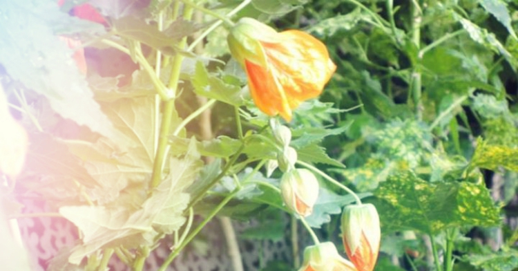 klonik abutilon sielankowe skrzynki kraków ogród łobzów office plant folklor regionalny karczma zajazd sielanka