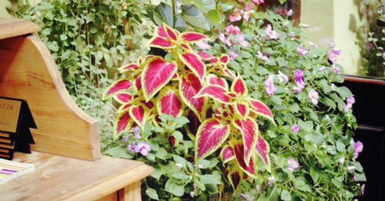 5 zasad pielęgnacji roślin sezonowych ogródki kawiarniane kraków ogród łobzów office plant 