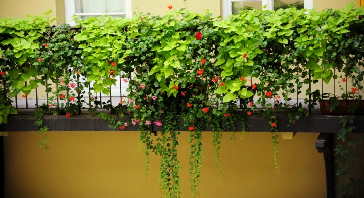 Office Plant Blog_ukwiecone krużganki Kraków