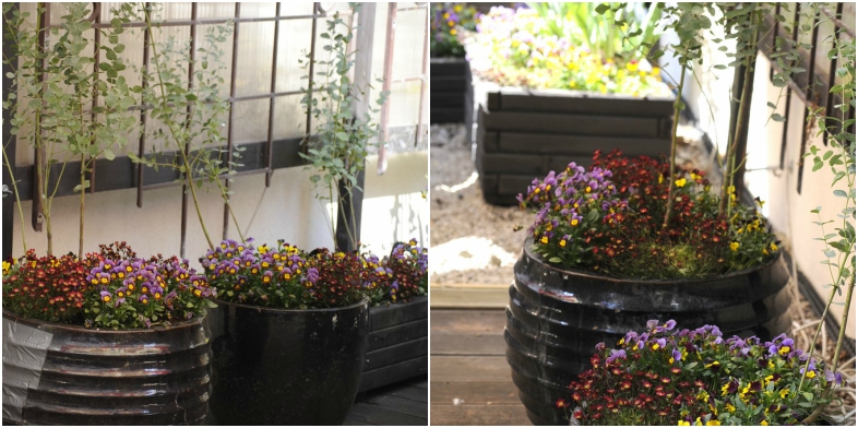 OP_Blog_wiosna w pojemnikach