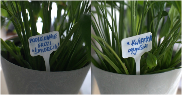 Office Plant_Blog_Metamorfoza biurowych roślin kraków 2