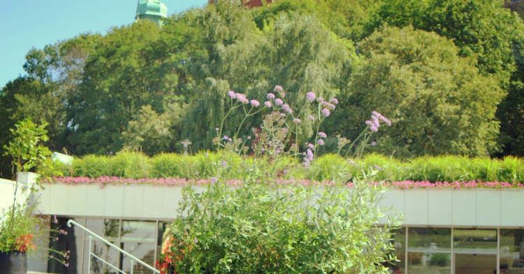 ogrodowo pod Wawelem Office Plant Kraków Powiśle Metaforma 