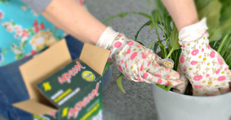 Office Plant_Blog_Metamorfoza biurowych roślin kraków 2