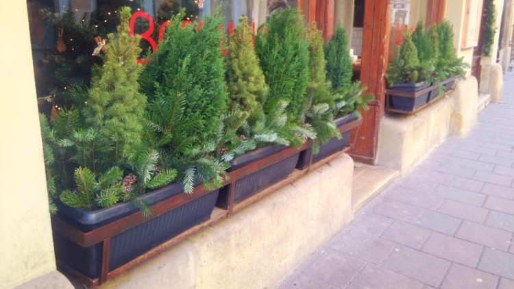 zimozielone parapety ZIELONE PARAPETY ZIMĄ