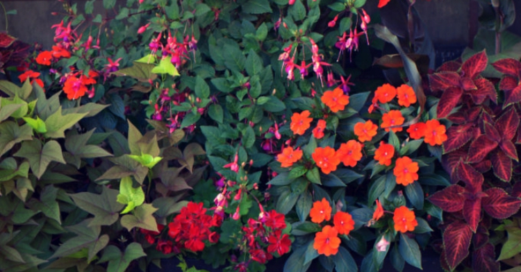 ogródki kawiarniane kraków 2015 realizacje office plant ogród łobzów