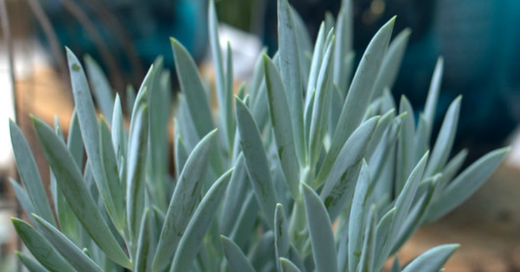 Office Plant Blog_ święta na różowo pastelowe dodatki bożonarodzeniowe