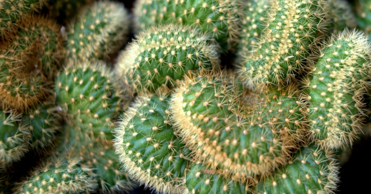 Office Plant Blog_ kaloryferoodporne rośliny sukulenty modne rośliny