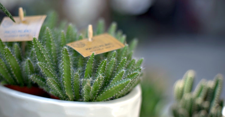 Office Plant Blog_ kaloryferoodporne rośliny sukulenty modne rośliny