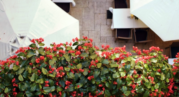 Office Plant Blog_ukwiecone krużganki Kraków