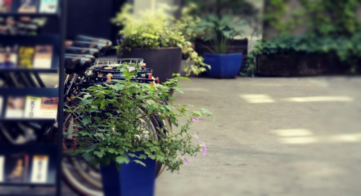 Office Plant Blog_zielone oficyny Kraków