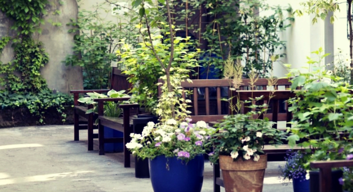 Office Plant Blog_zielone oficyny Kraków