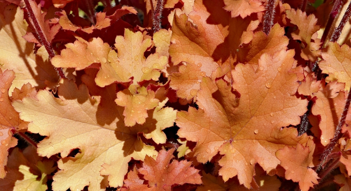 Office Plant Blog_pomarańczowe akcenty zieleń do biur kraków