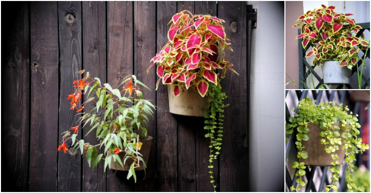 Office Plant Blog_kwietniki ścienne Kraków 