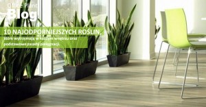 OP_Blog_10 najodporniejszych roslin