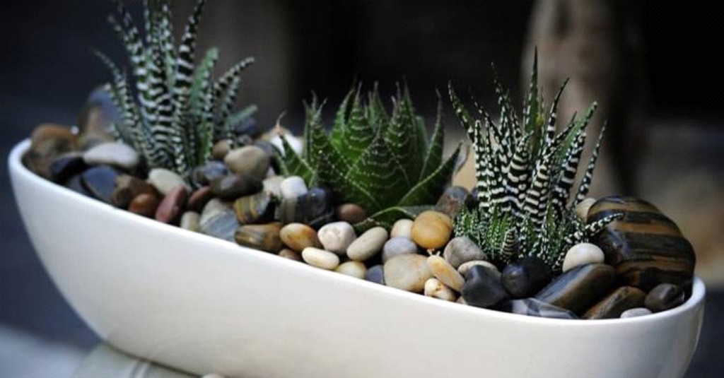 Office Plant Blog_ kaloryferoodporne rośliny sukulenty modne rośliny