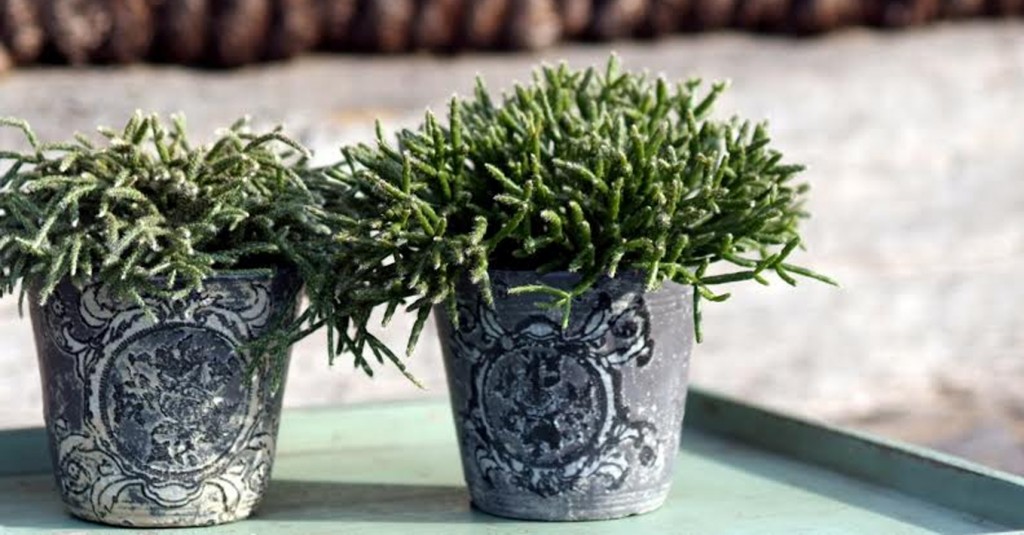 Office Plant Blog_ kaloryferoodporne rośliny sukulenty modne rośliny