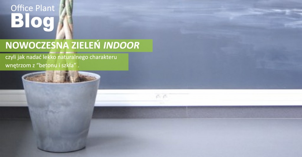 Office Plant_Blog_Modern Nowoczesna zieleń Kraków Autor: Corinna Frączek