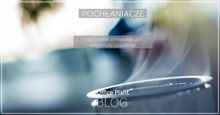 Office Plant Blog_rośliny osuszające powietrze chłonące wilgoć z powietrza Autor: Corinna Frączek