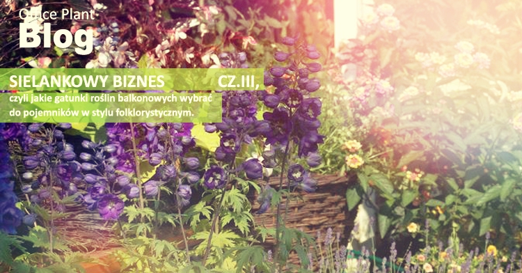 sielankowe skrzynki kraków ogród łobzów office plant folklor regionalny karczma zajazd sielanka