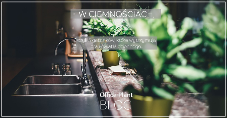 OP_Blog_rośliny w ciemnościach cienioznośne Corinna Frączek