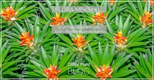 OP_Blog_florameksyku