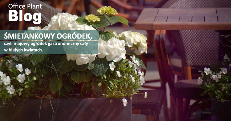 OP_Blog_majowy ogródek