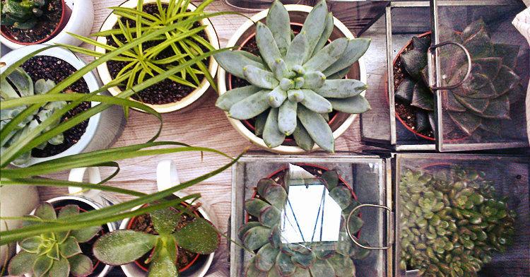 Office Plant Blog_sukulenty na warsztatach prodesigne Kraków 