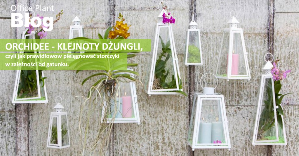 Office Plant Blog_Orchidee klejnoty dżungli Kraków porady ogrodnicze Autor: Corinna Frączek