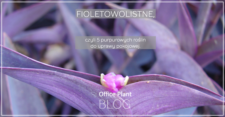 OP_Blog_fioletowolistne rosliny trendy miejski ogrodnik indoor plants Kraków 2018 Autor: Corinna Frączek Zyska