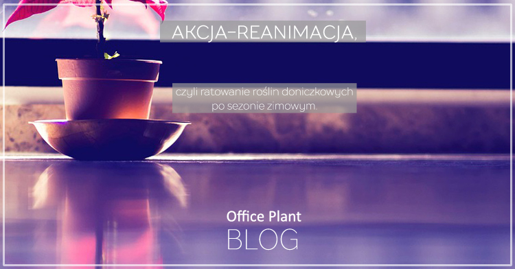 OP_Blog_reanimacja roślin doniczkowych po zimie Kraków serwis roślin 