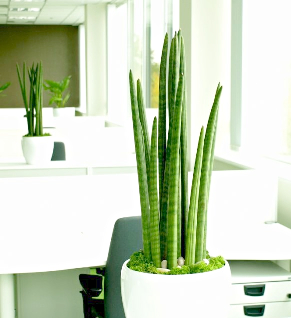 OP_Blog_sukulenty w biurze krakow