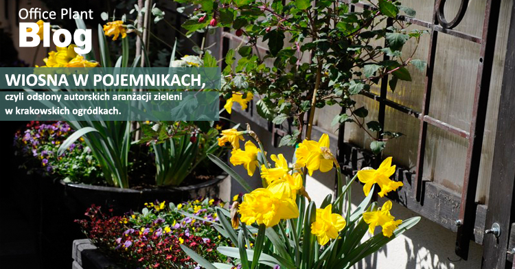 OP_Blog_wiosna w pojemnikach