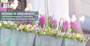 OP_Blog_wiosna w skrzynkach