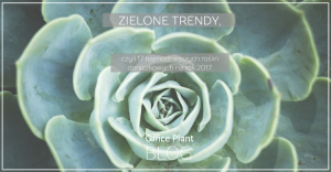OP_Blog_zielone trendy