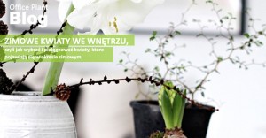 OP_Blog_zimowe kwiaty