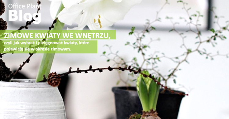 Office Plant _Blog_zimowe kwiaty kwiaty kwitnące zimą doniczkowe Kraków Autor: Corinna Frączek