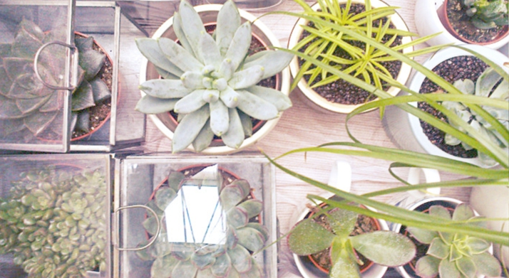 OP_Blog_SUKULENTY W BIURZE