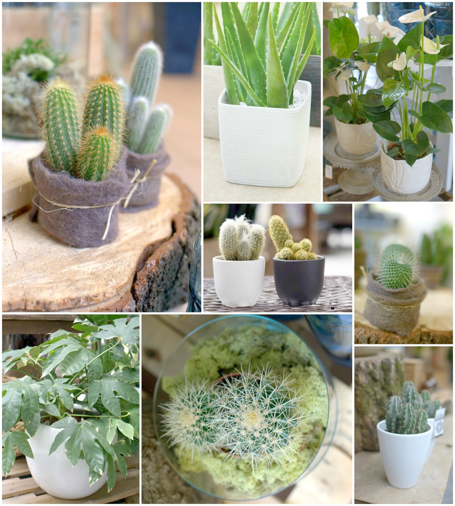 OP_Blog_zimowe aranżacje zieleni sukulenty kaktusy kraków