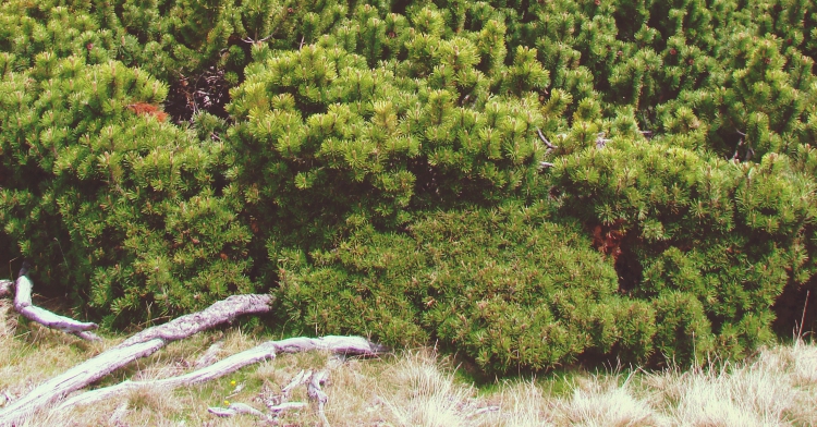 przepis na wrzosowisko office plant wrzosy wrzośce ogród łobzów kraków sosna