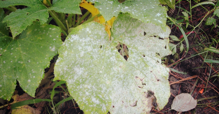 5 chorób roślin balkonowych office plant kraków ogród łobzów diagnostyka fitopatologiczna szara pleśń porady ogrodnicze 