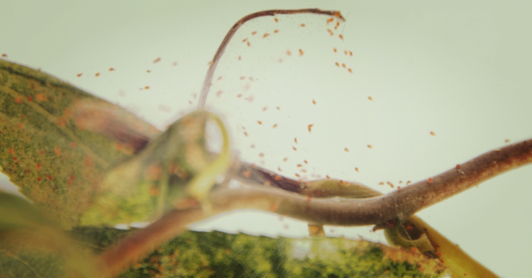 OP_Blog_reanimacja roślin doniczkowych po zimie Kraków serwis roślin 