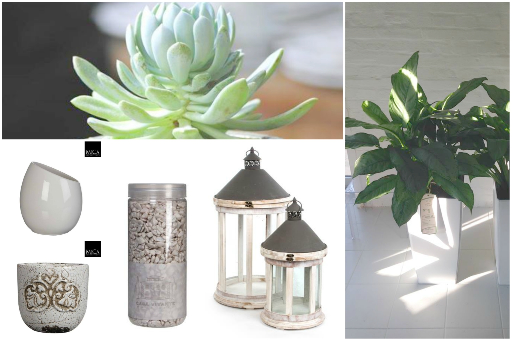 OP_Blog_ZIMOWE ARANŻACJE ZIELENI WE WNĘTRZACH