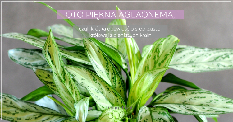 Office Plant Blog_piękna aglaonema Kraków blog ogrodniczy porady miejski ogrodnik