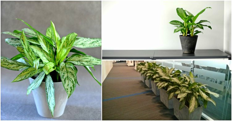 Office Plant Blog_piękna aglaonema Kraków blog ogrodniczy porady miejski ogrodnik