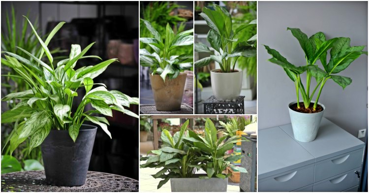 Office Plant Blog_piękna aglaonema Kraków blog ogrodniczy porady miejski ogrodnik