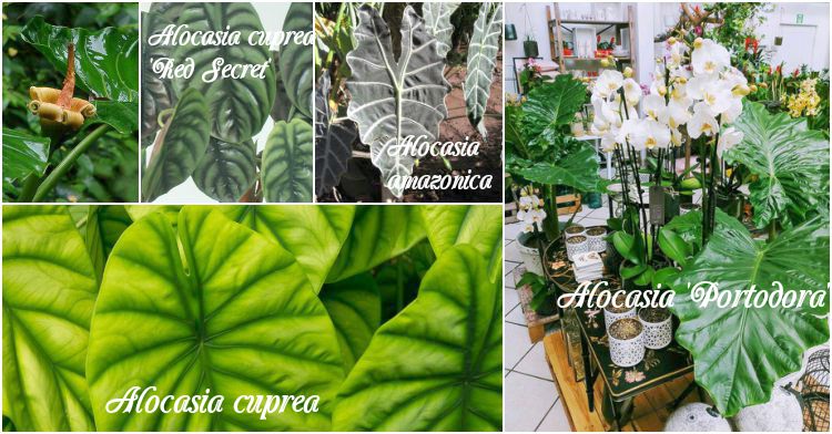 Office Plant_ alokazja kolokazja slonie uszy Kraków 