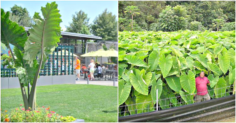 Office Plant_ alokazja kolokazja slonie uszy Kraków miejski ogrodnik porady ciekawostki Autor:Corinna Zyska