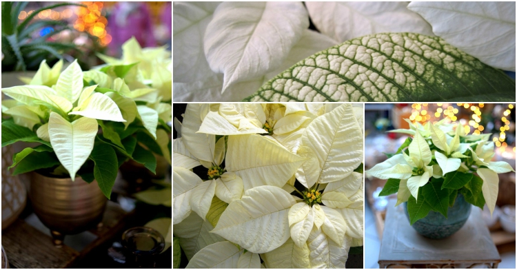 Office Plant Blog_ gwiazda betlejemka pielęgnacja Kraków bialy wilczomlecz